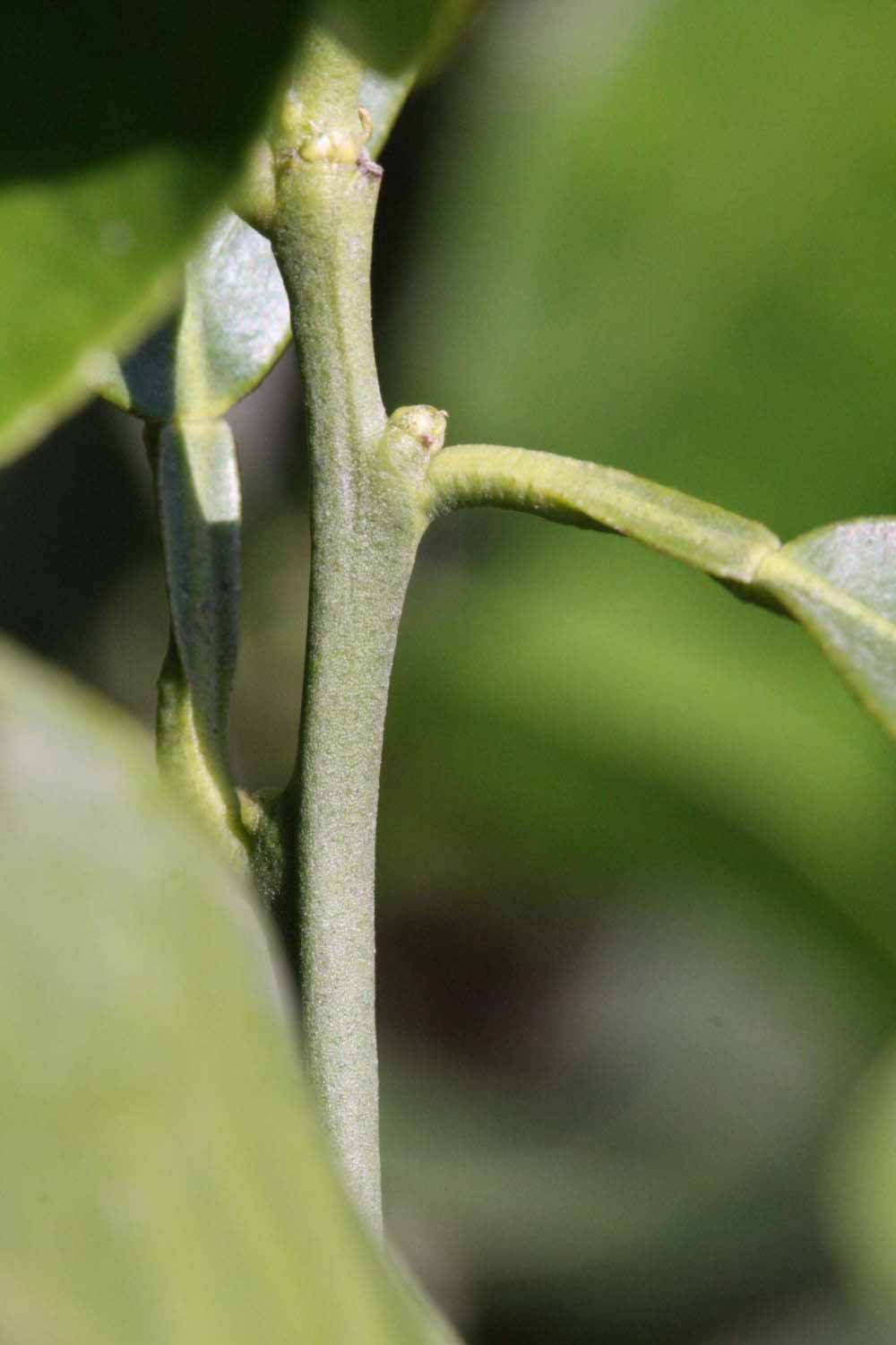            First year twig (Fisher, Riverside, CA)   